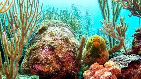 Belize to Tikal: Reefs, Rivers & Ruins of The Maya World